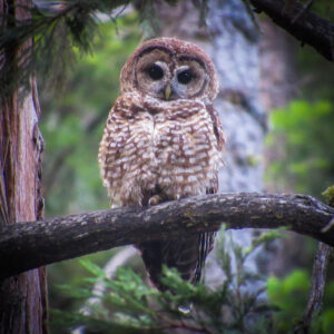 Pesticide Use in Cannabis Cultivation Threatens California Spotted Owls