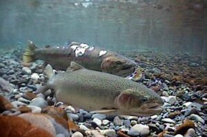 Steelhead Trout: Spearhead Species for Recovering Yuba Salmon