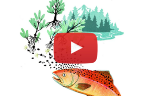 Virtual Yuba Salmon Adventures