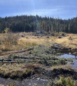 Restoration Project Update: The Haskell Peak Meadows