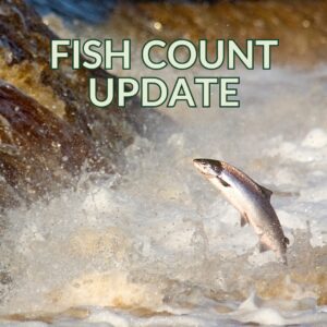 Salmon Return Numbers: November/December 2023