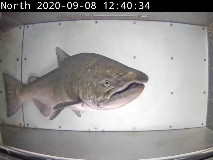 Photo of an adult Chinook salmon passing through the VAKI live box at the north fish ladder.